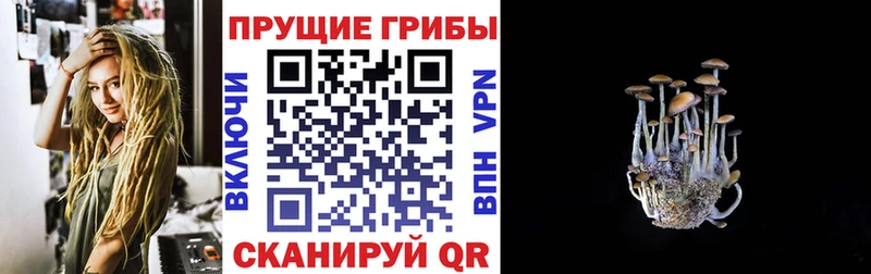 Купить  Сорочинск  Галлюциногенные грибы Cubensis 
